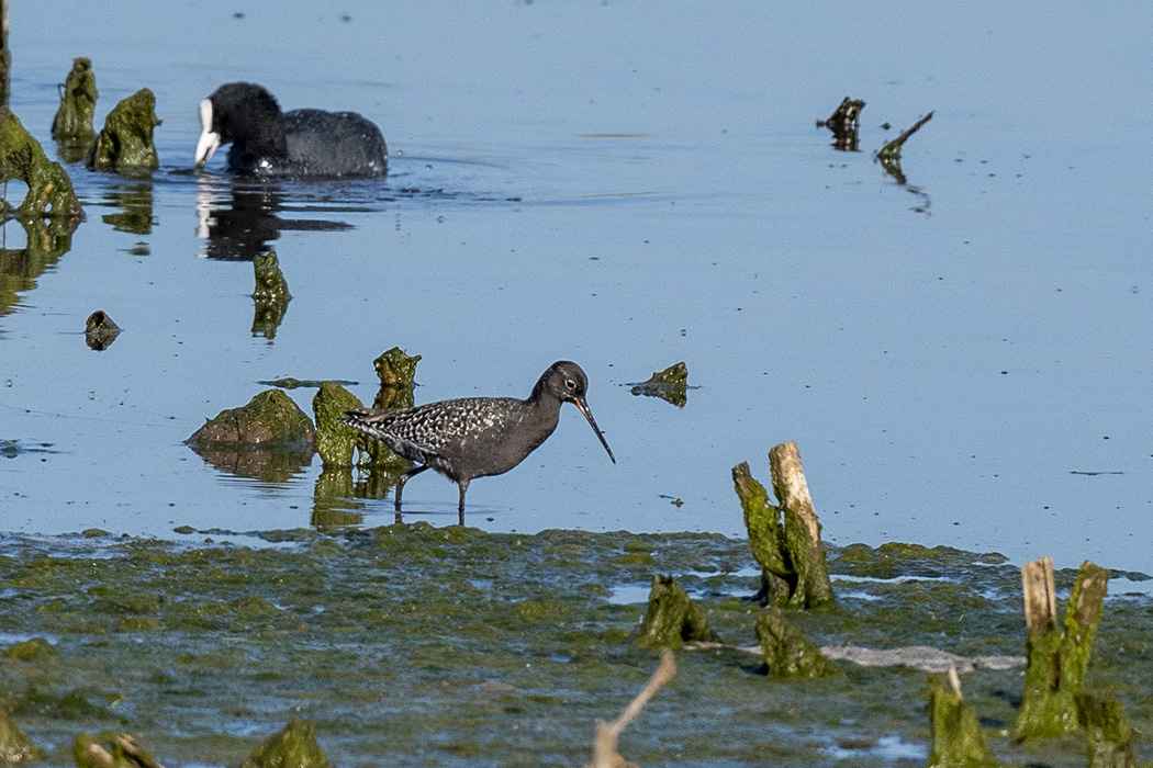 Spotted Redshank